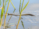 Grass snake - Zaskroniec